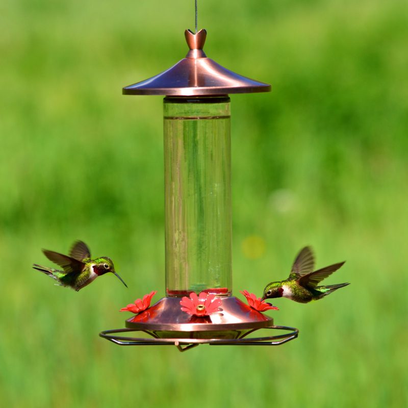 Hummingbird Solar Chimes