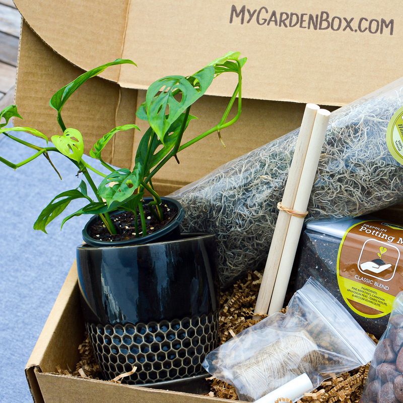 Monthly Plant Subscription