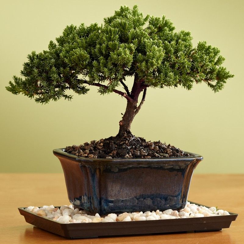 Bonsai Tree Gift